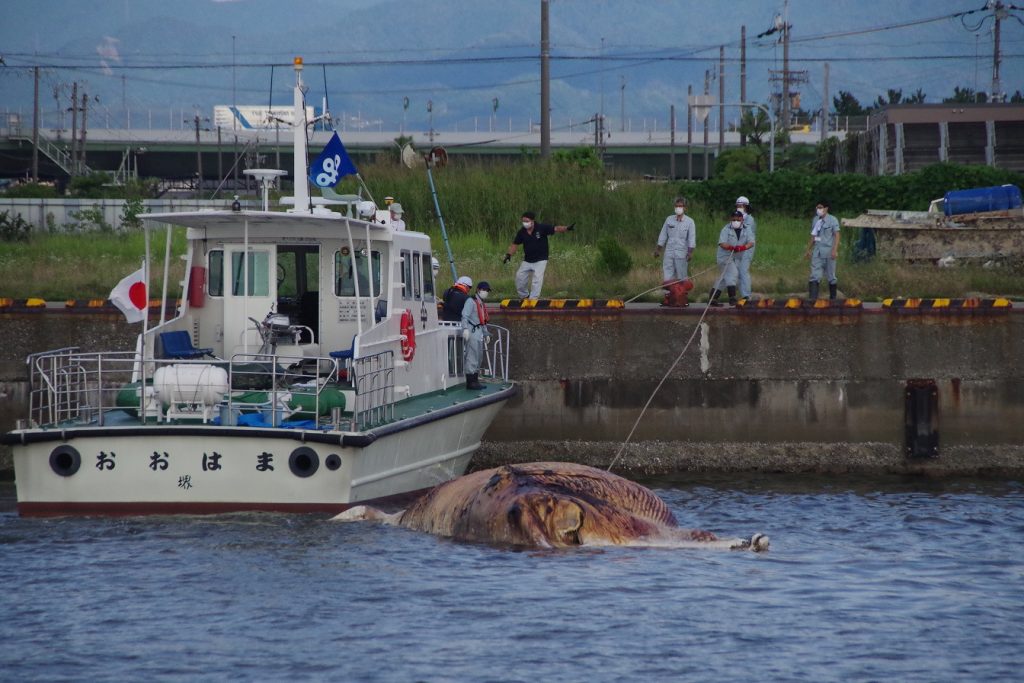 クジラ引き上げの様子（2021年7月11日 大阪港湾局所属艇により捕捉され、大阪府岸和田市所在の阪南港までえい航）
